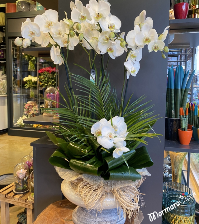 White Orchid with 4 Branches