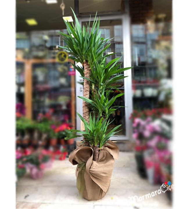 4 Köklü Yucca 