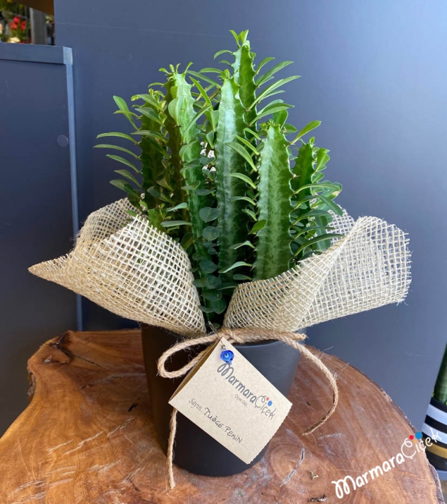 Euphorbia Cactus