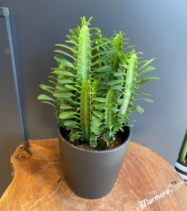 Euphorbia Kaktüs