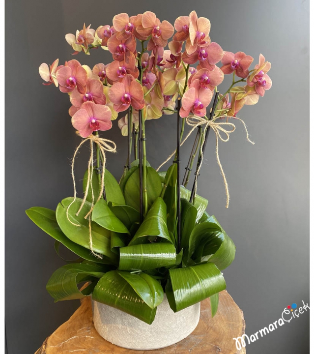 6 Branches Salmon Orchid Arrangement