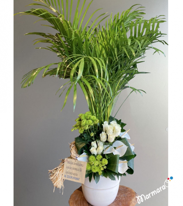 Areka Flower Pot Arrangement