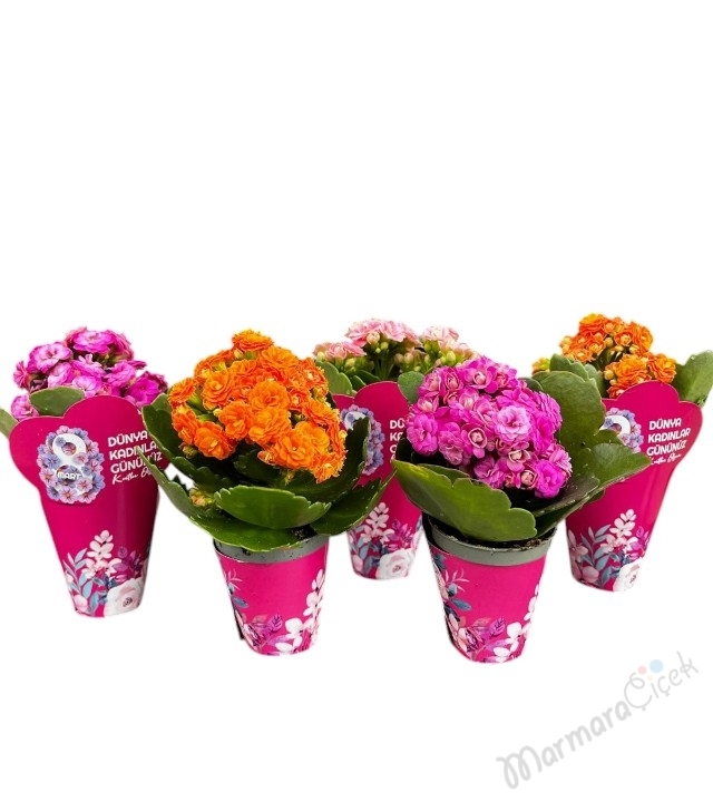 8 Mart Kadınlar Günü Çiçeği 