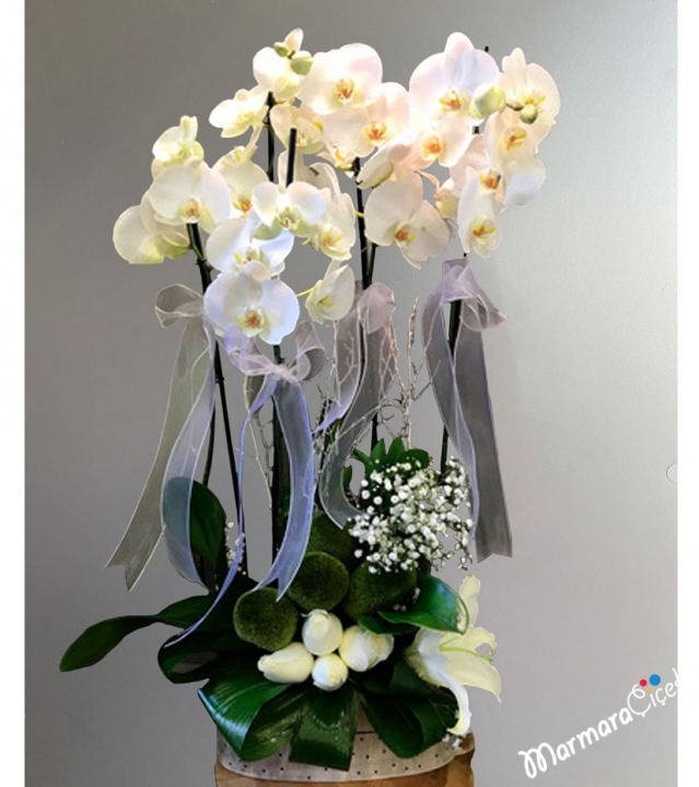 White Orchid Rose Arrangement