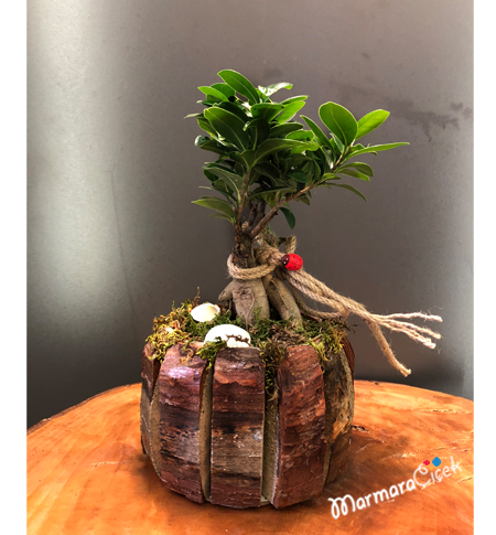 Ahşapta Mini Bonsai