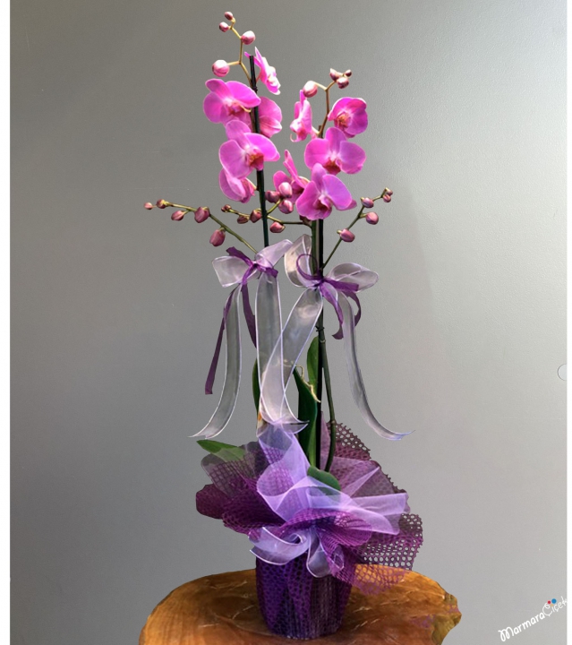 Purple orchid with a twist