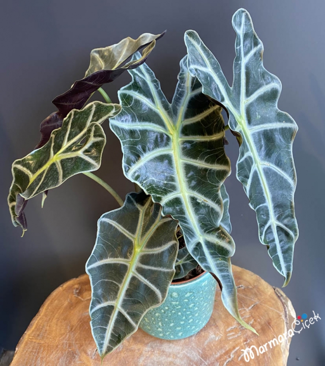 Alocasia Polly