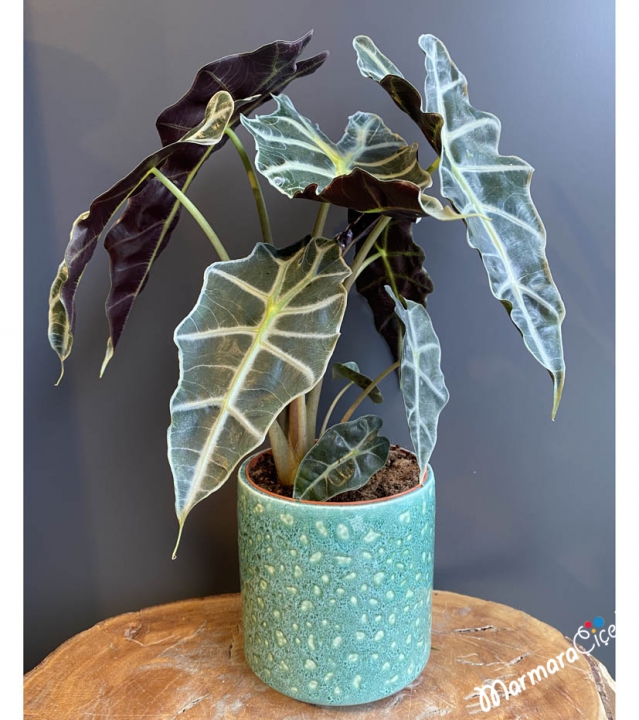 Alocasia Polly