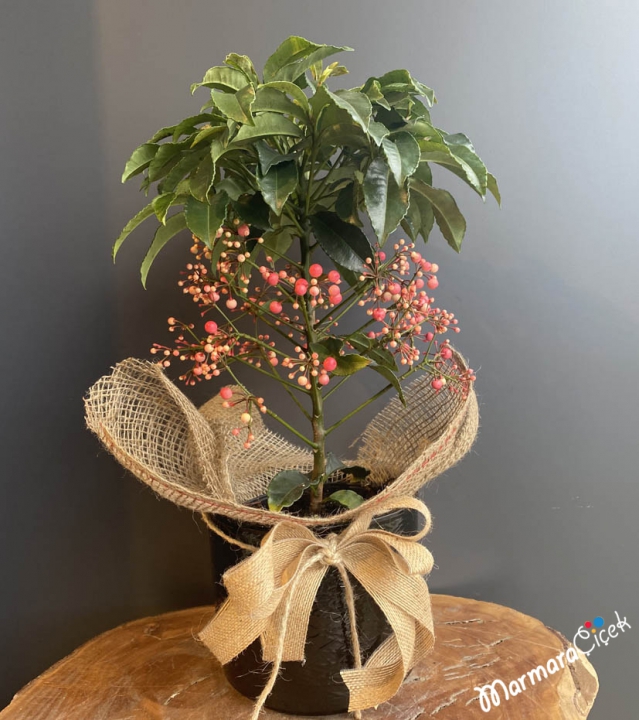 Pembe Ardisia Çiçeği