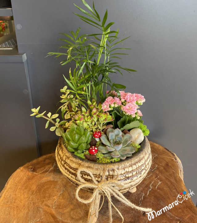 Mountain Palm in Standing Potted