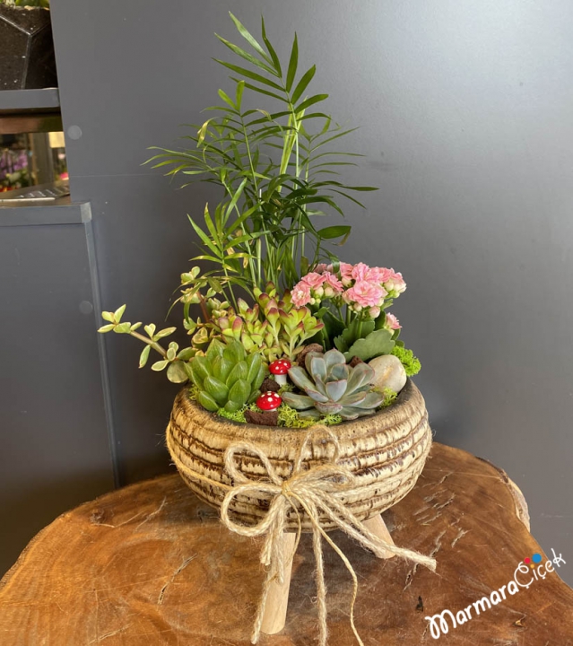 Mountain Palm in Standing Potted