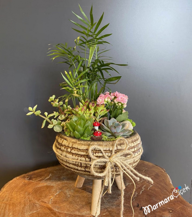 Mountain Palm in Standing Potted