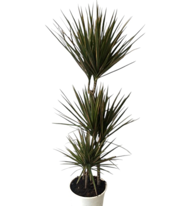 ÜçlüDrasena Marginata