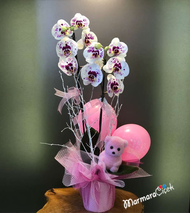 Benekli Kız Bebek Orkidesi