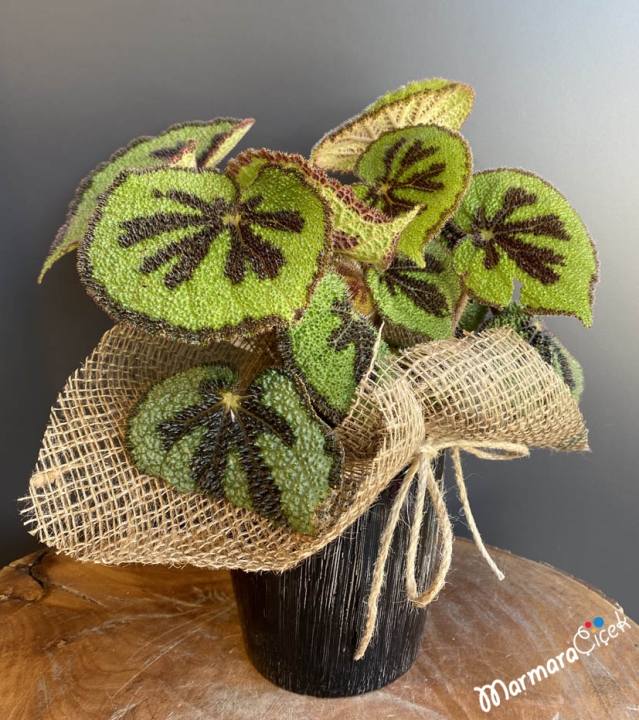 Begonia Masoniana