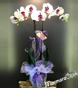 Benekli Orkidem