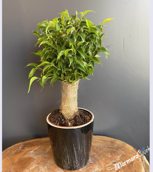 Benjamin Plant