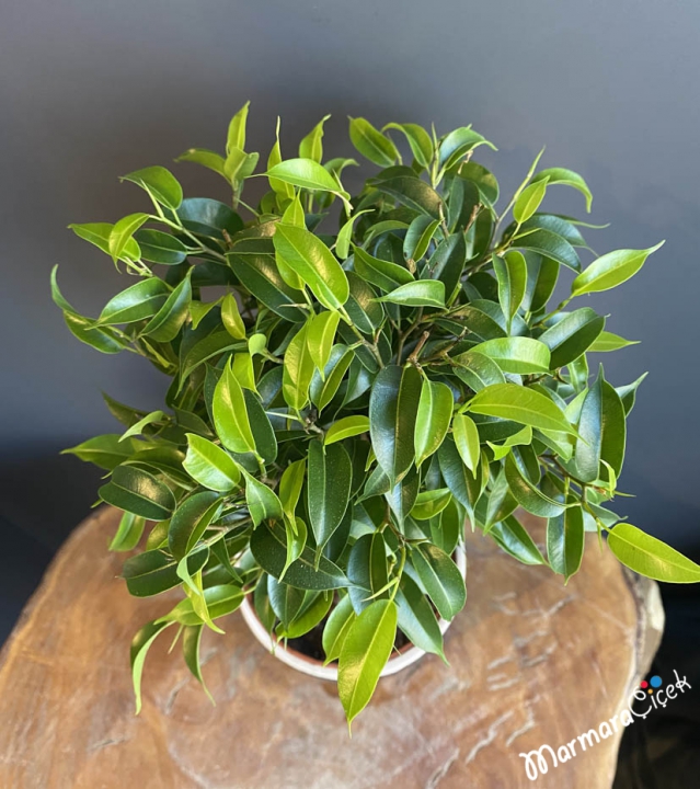 Benjamin Plant