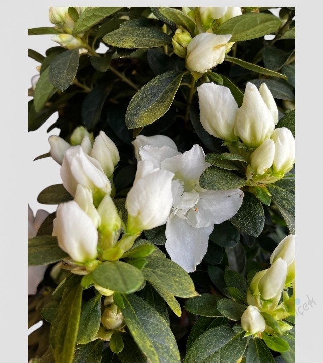 Beyaz Açelya Saksı Çiçeği