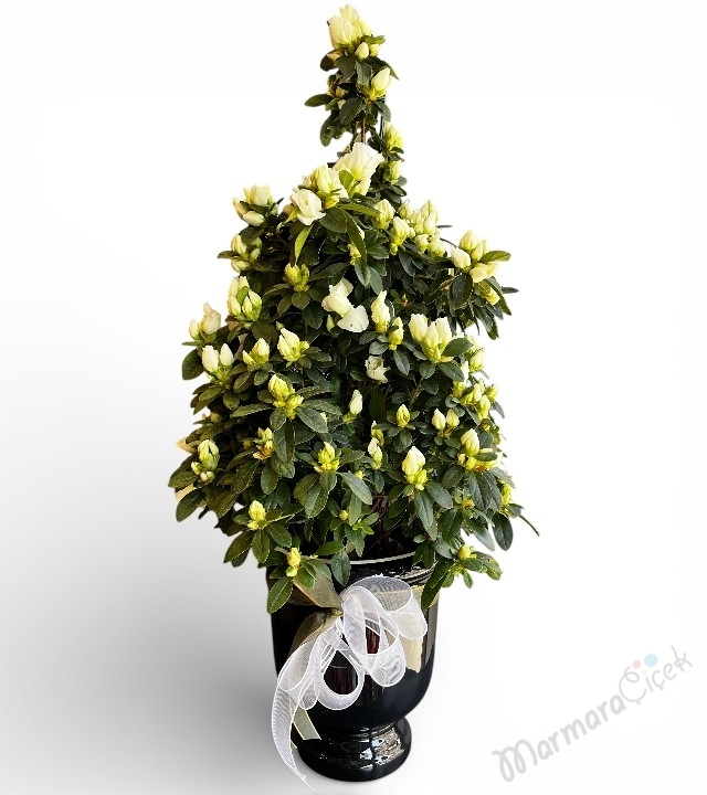 Beyaz Açelya Saksı Çiçeği