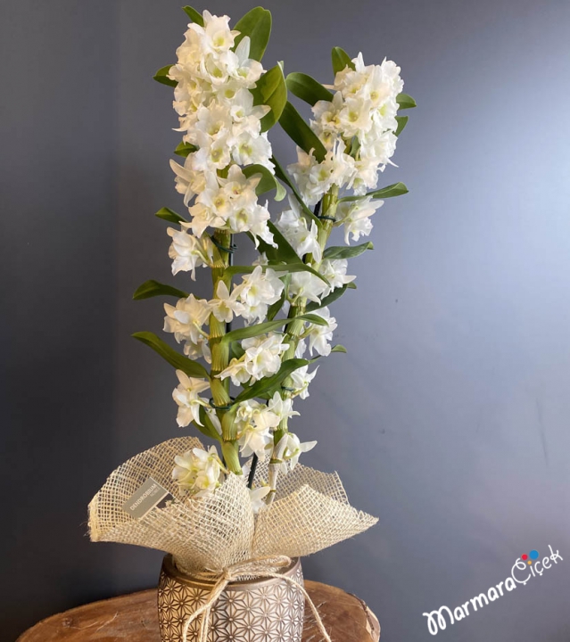 Beyaz Dendrobium Orkide