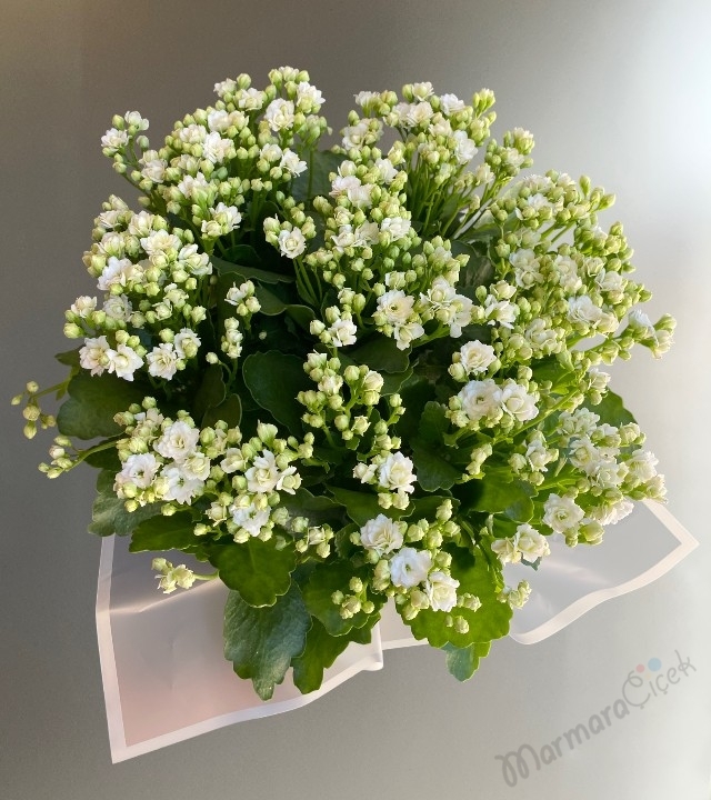 Beyaz Kalanchoe