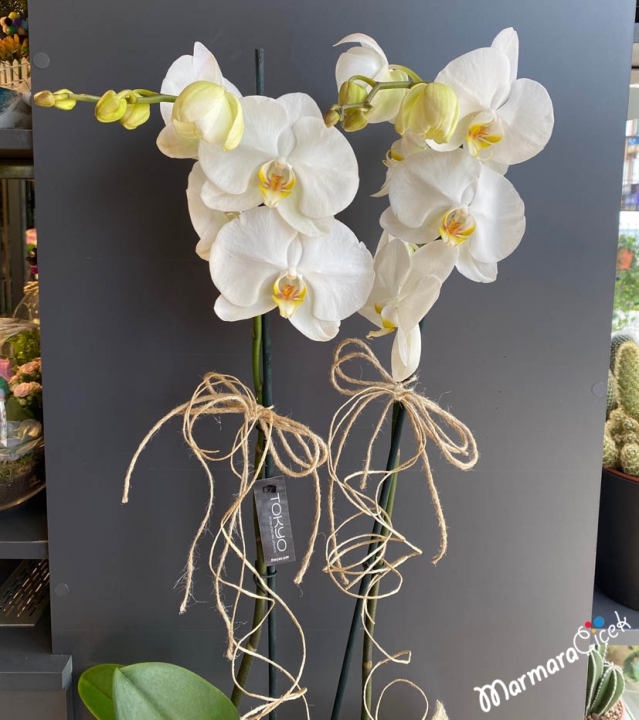 White Orchid in Ceramic Vase