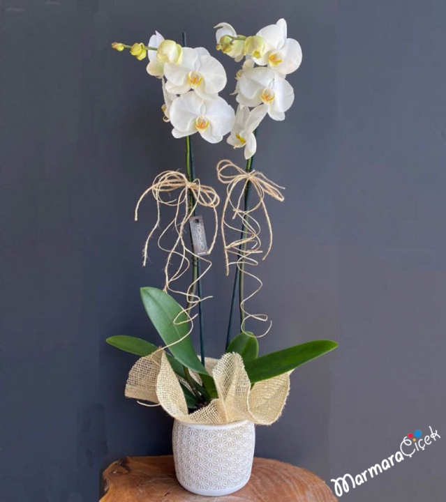 White Orchid in Ceramic Vase