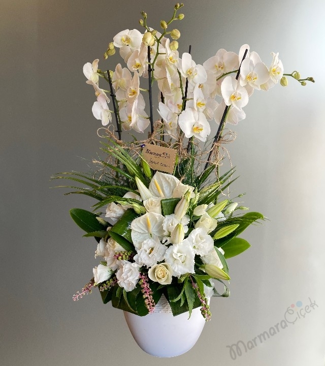 Beyaz Orkide Düğün Çiçeği