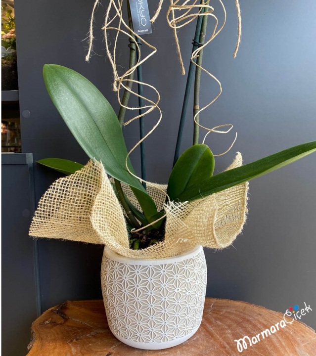 White Orchid in Ceramic Vase