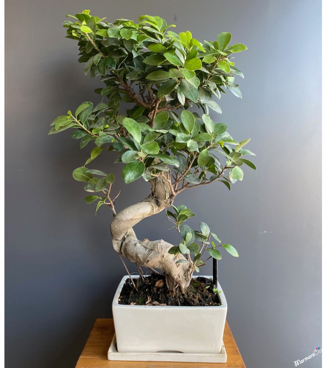 Beyaz Seramikte S Bonsai 