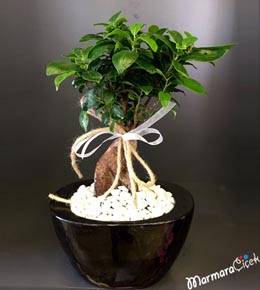 Bonsai Ağacı