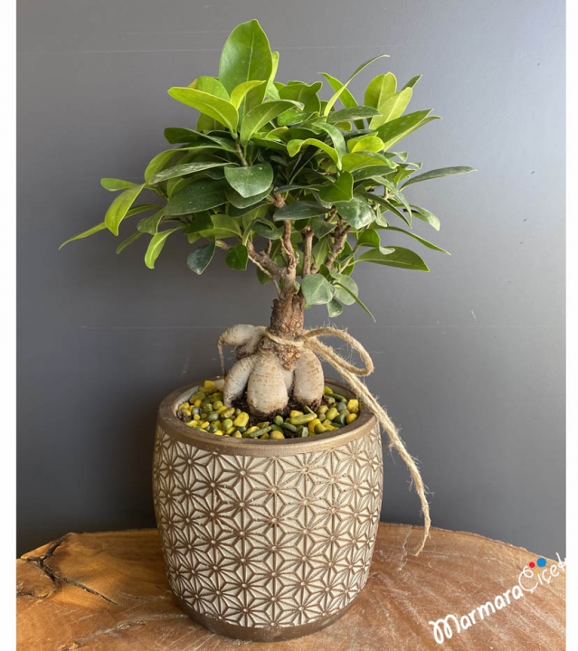 Bonsai Plant