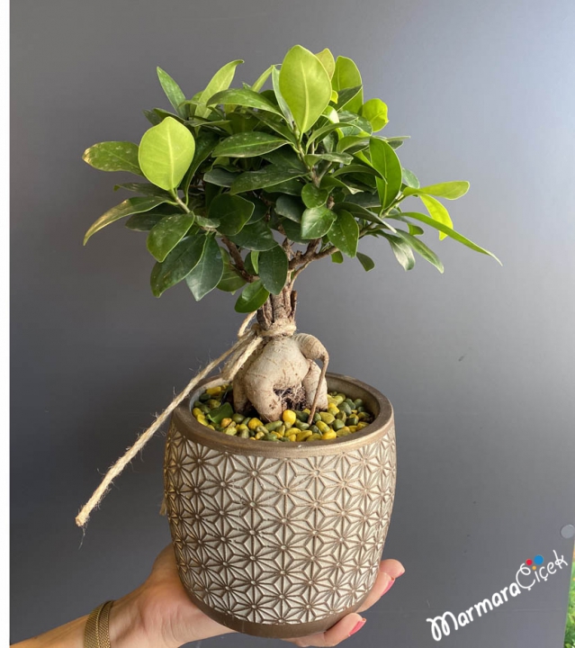 Bonsai Plant