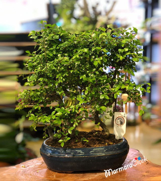 Zelkova Bonsai Ağacı