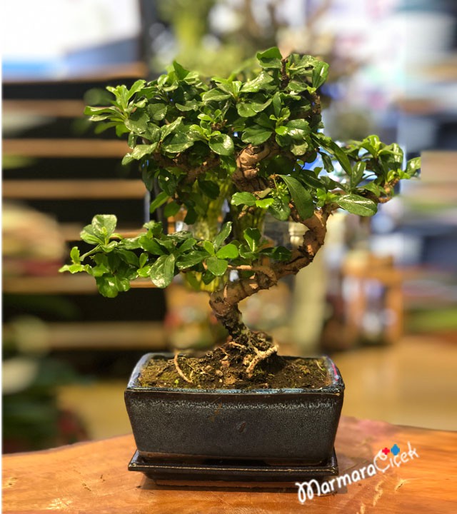 Zelkova Bonsai Ağacı