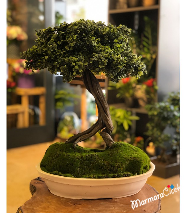Yapay Bonsai 