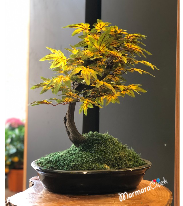 Kırçıllı Yapraklı Yapay Bonsai