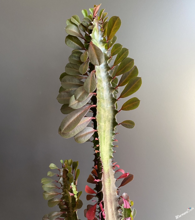 Midi Eforbia Kaktüs