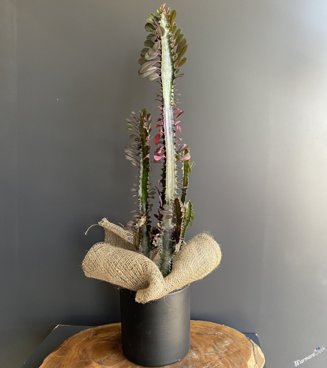 Midi Eforbia Kaktüs