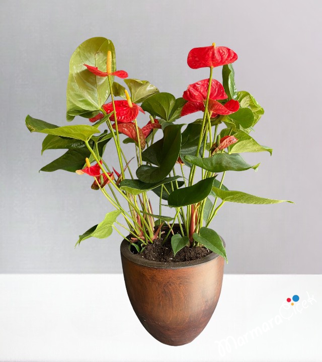 Big Sized Red Anthurium Flower