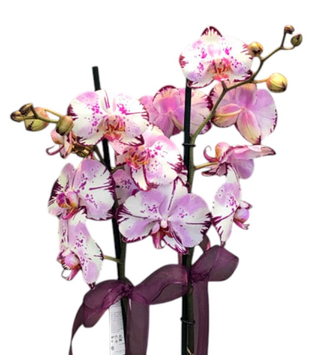  Çift Dallı Orkide Kırçıllı