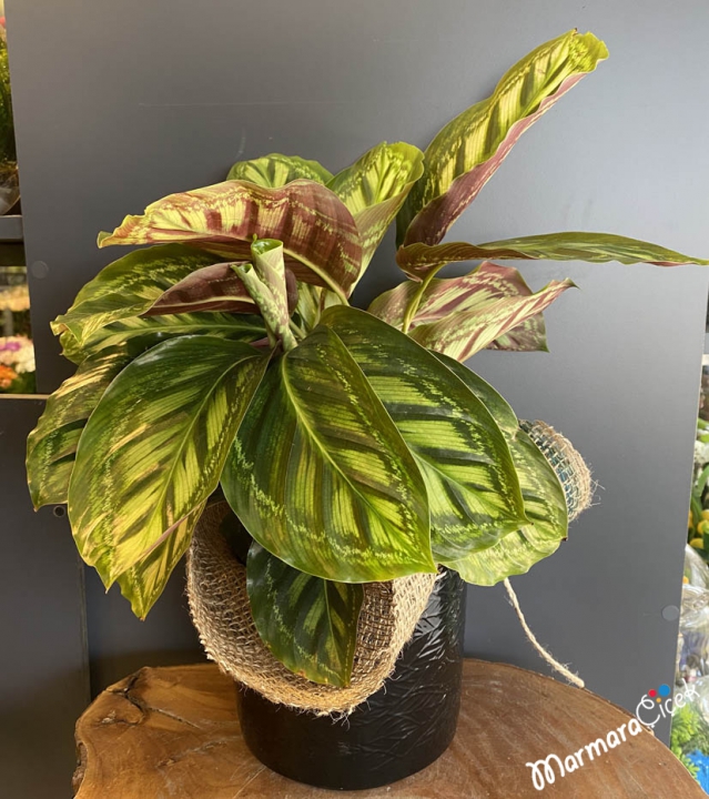 Calathea Dua Bitkisi