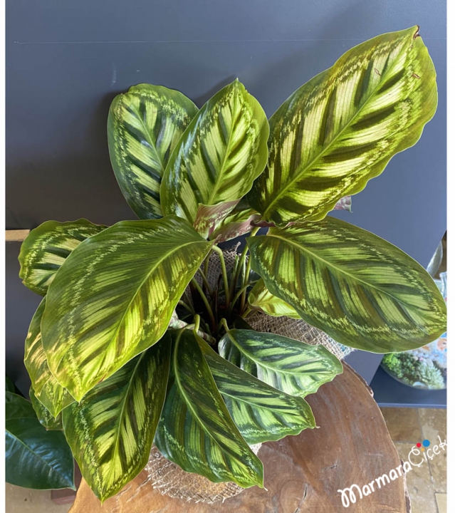 Calathea Dua Bitkisi