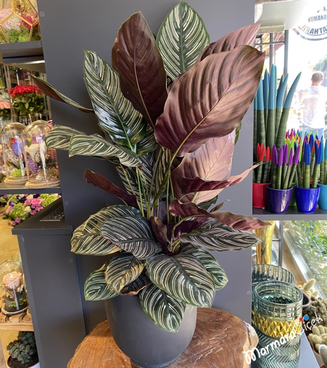 Calathea Ornata Dua Çiçeği