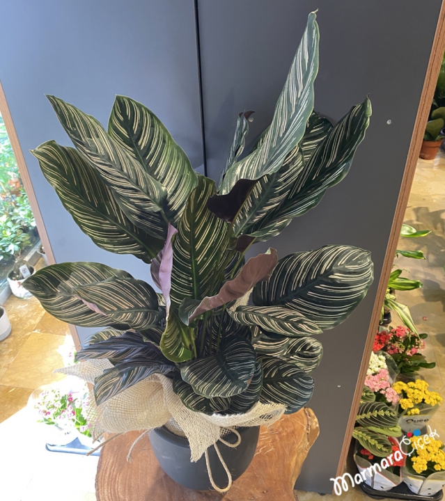 Calathea Ornata Dua Çiçeği