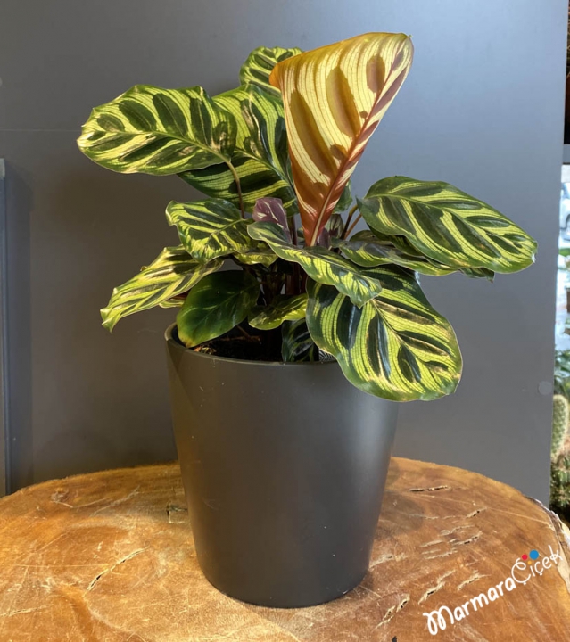 Peacock plant