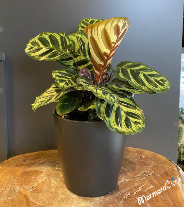 Peacock plant