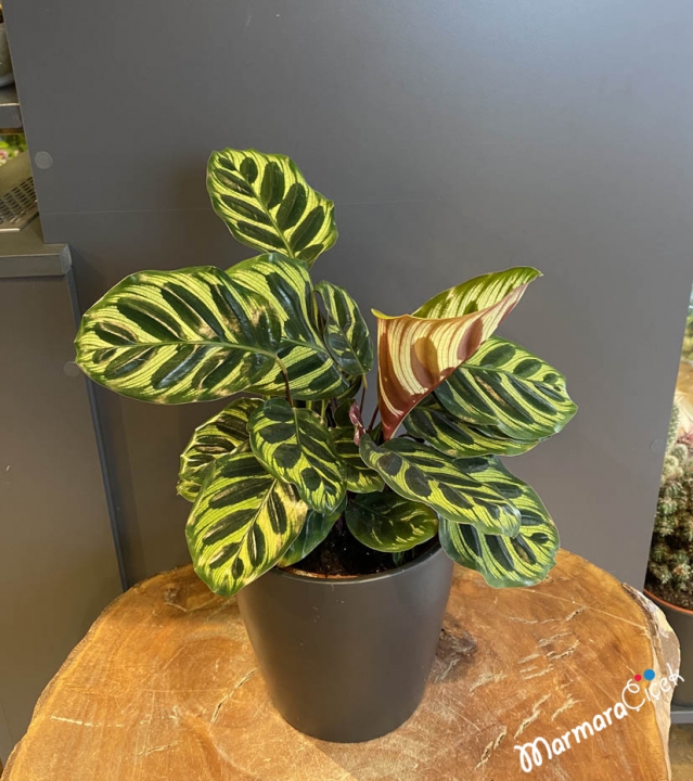 Peacock plant