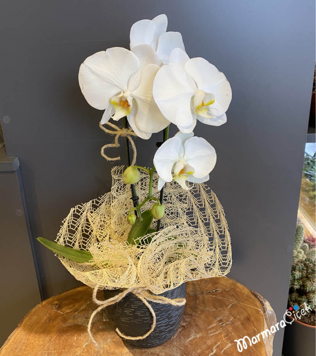 Beyaz Cascade Orkide